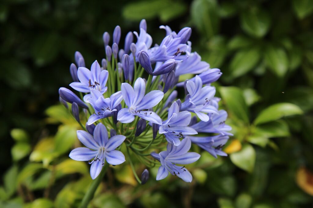 garden plants - agapanthus African lily flower