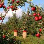 best-fruit-trees-featured