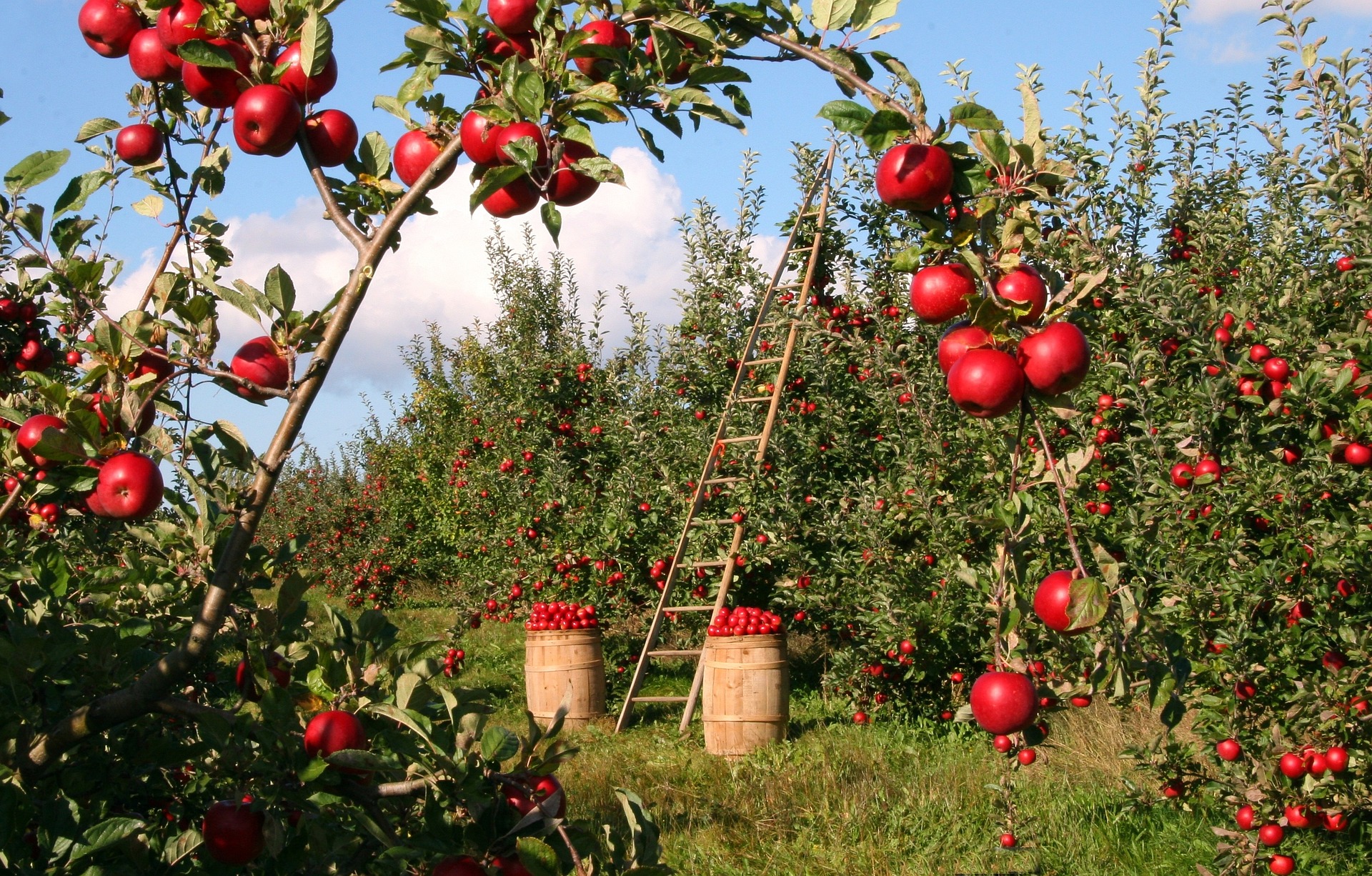 Read more about the article The Best Fruit Trees for Small Garden: Maximizing Space and Harvest