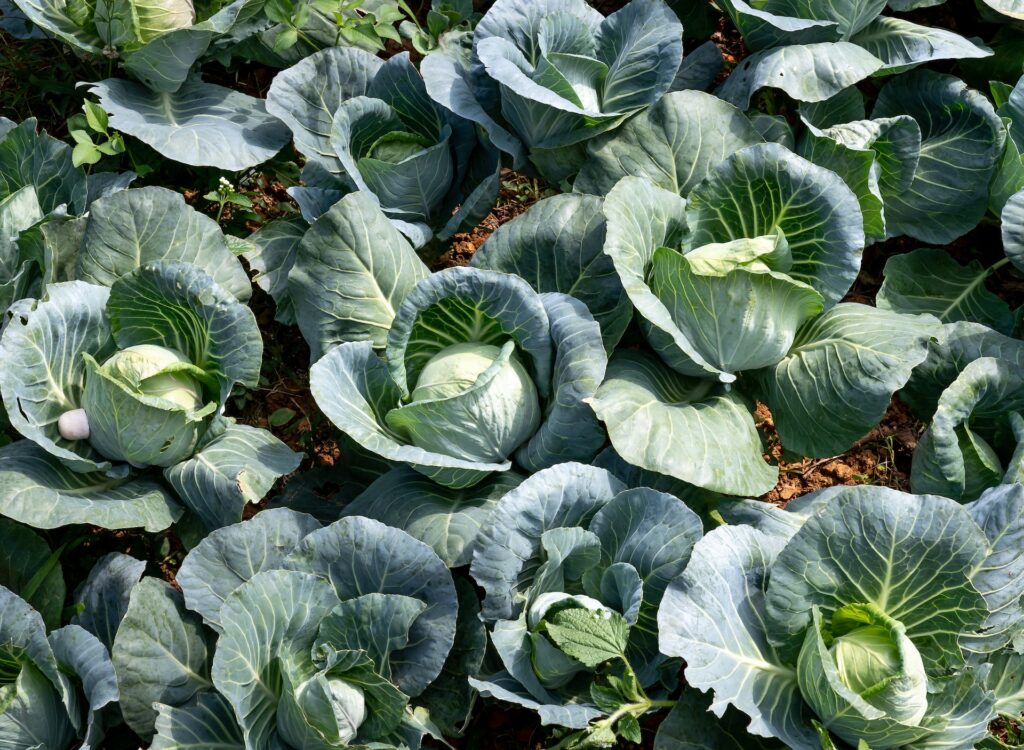 From Seed to Harvest: A Comprehensive Timeline for Cabbage Gardening
