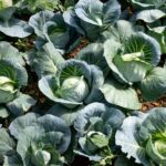 cabbage-gardening-featured