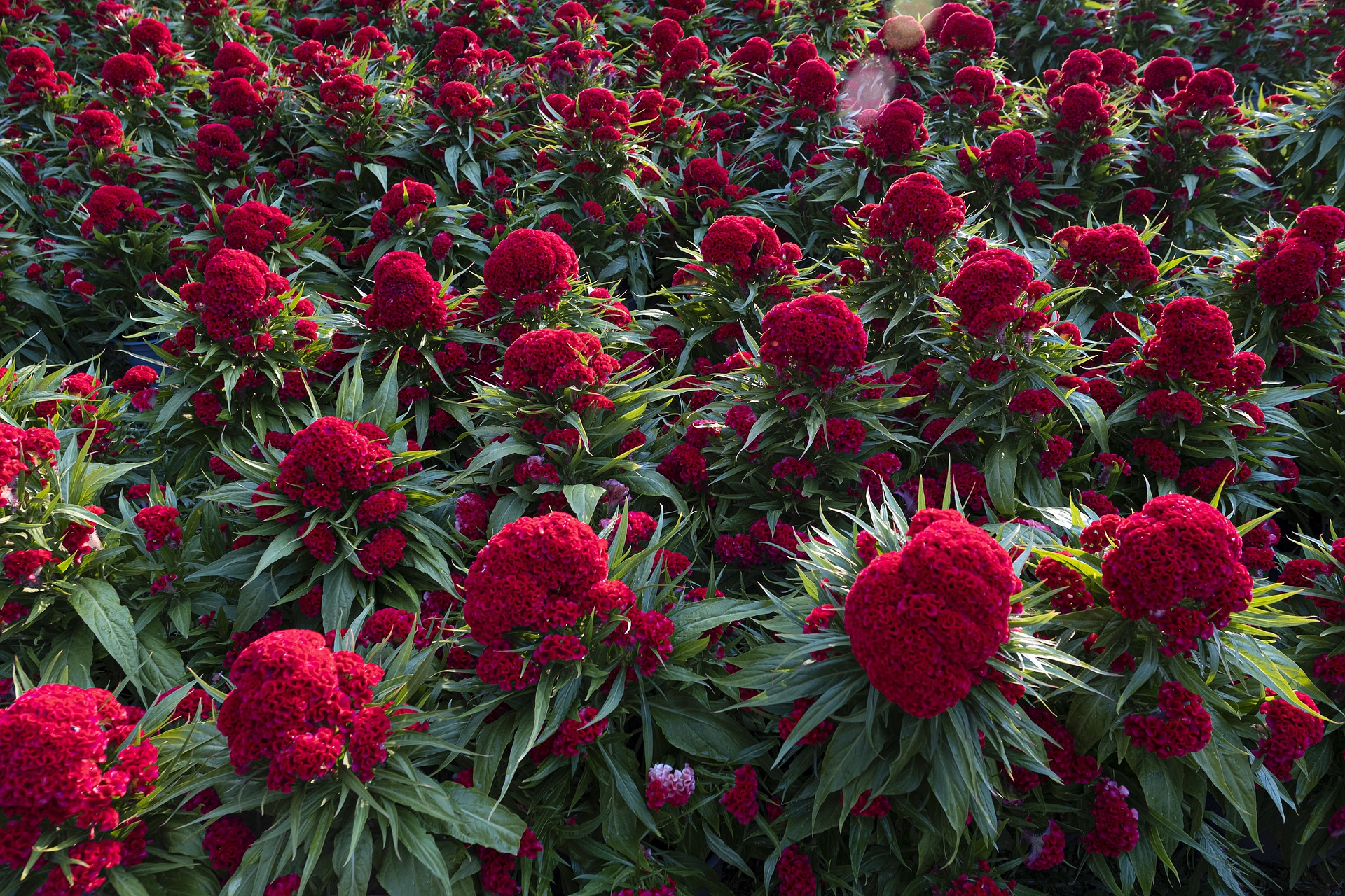 Read more about the article Celosia Cristata – The Complete Guide on How to Grow, Maintain, and its Benefits
