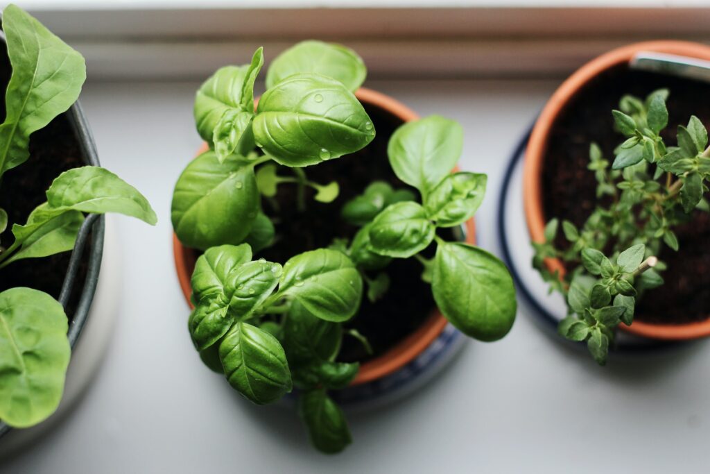 Green Thumbs Up: 5 Easy to Grow Plants for First-Time Gardeners