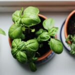 easy-to-grow-plants-basil-rosemary