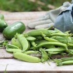 kitchen-garden-harvest
