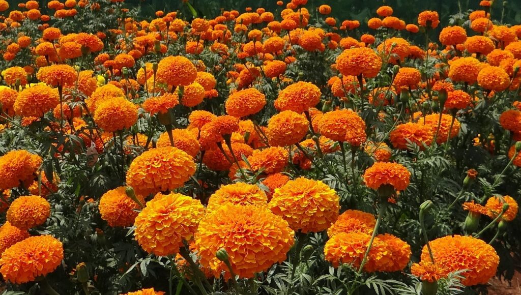 marigold-gardening