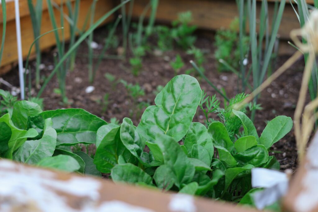 vegetable gardening - spinach gardening