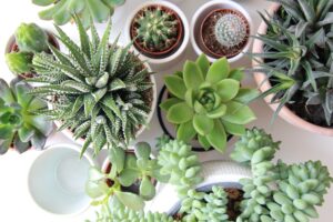 Read more about the article The Top 6 Most Popular Succulents Varieties