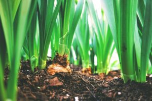 Read more about the article No-Till Gardening – Unearth the Secrets