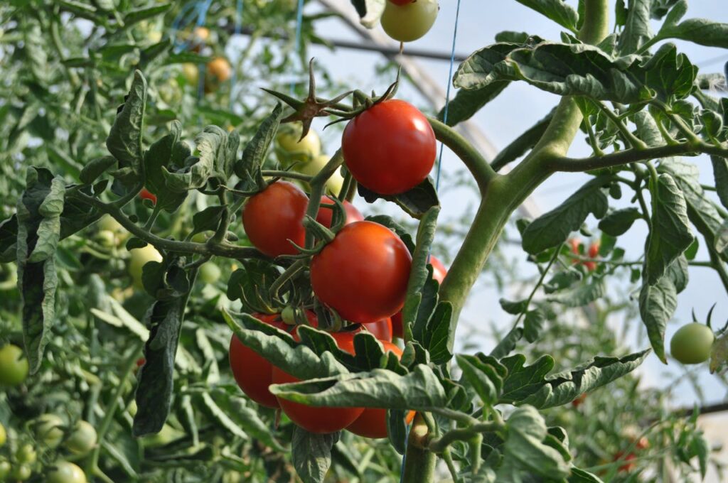 tomatoes-planting